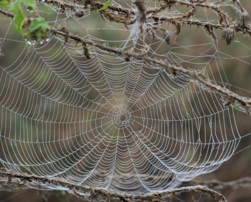 Blogbureau-Wat heeft een spinnenweb met bloggen te maken